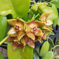 Hoya Ariadna Plant in 3.5" Pot - Fully Rooted Eriostemma Ariadna for Indoor Gardening