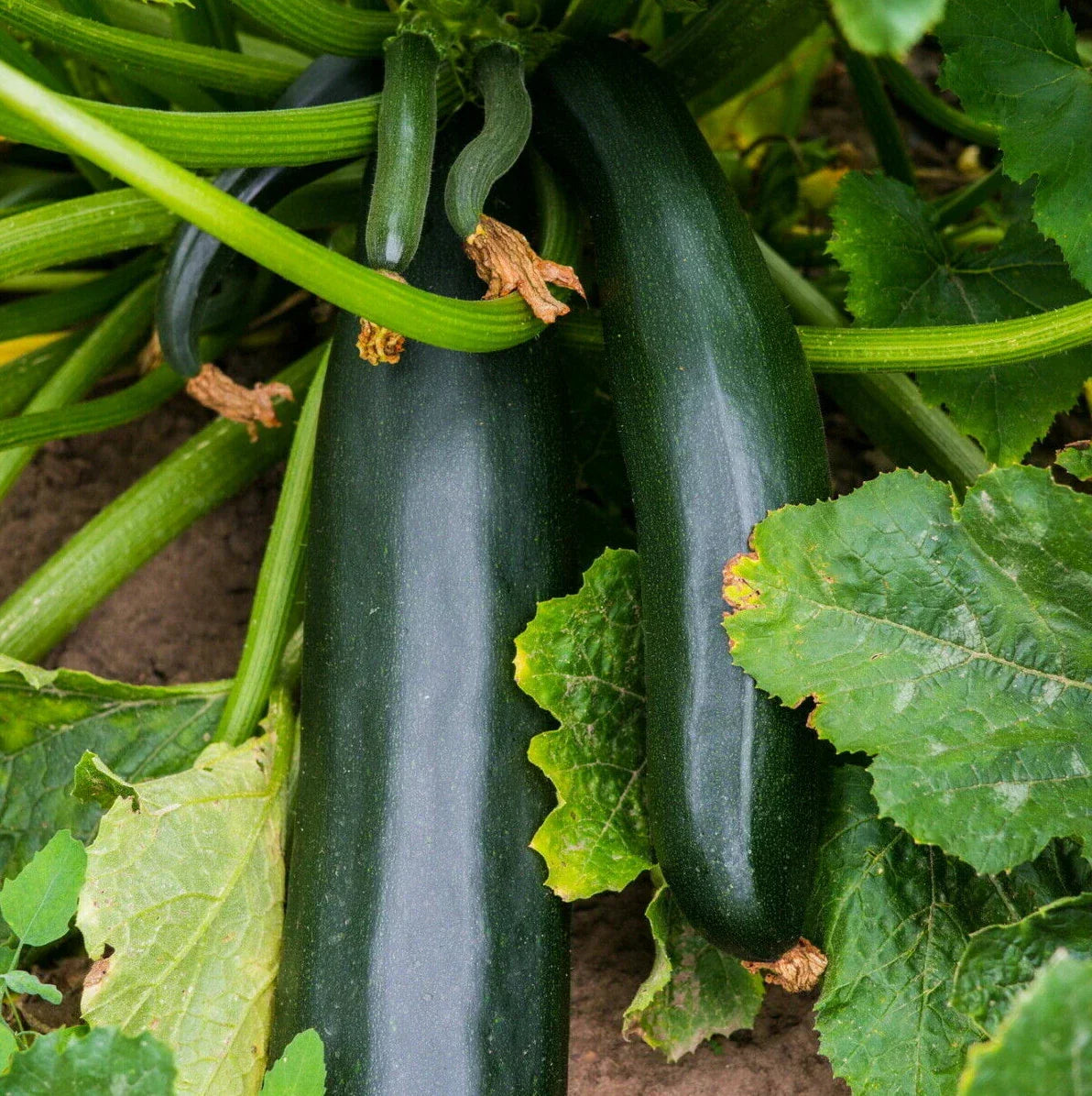 Black Beauty Zucchini Seeds | Bush Dark Green Courgette | Summer Squash | Cucurbita pepo
