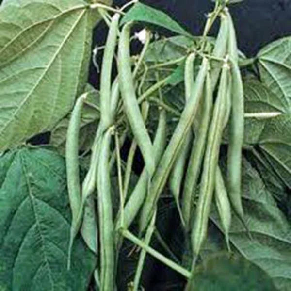Blue Lake Bush Green Bean Seeds – Heirloom Phaseolus vulgaris, 100+ Non-GMO Vegetable Seeds for Container Gardening