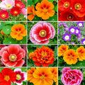 Wildflower Seeds Bulk Pack 2000+ Autumn Butterfly & Hummingbird Pollinator Mix for Gardens & Native Plants