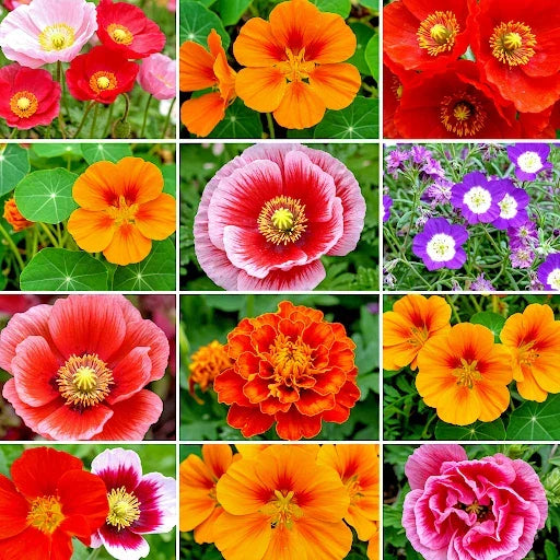 Wildflower Seeds Bulk Pack 2000+ Autumn Butterfly & Hummingbird Pollinator Mix for Gardens & Native Plants