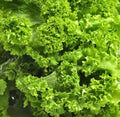Southern Giant Curled Mustard Seeds - Heirloom Brassica juncea, 5,000+ Premium Seeds for Greens, Salads & Cooking
