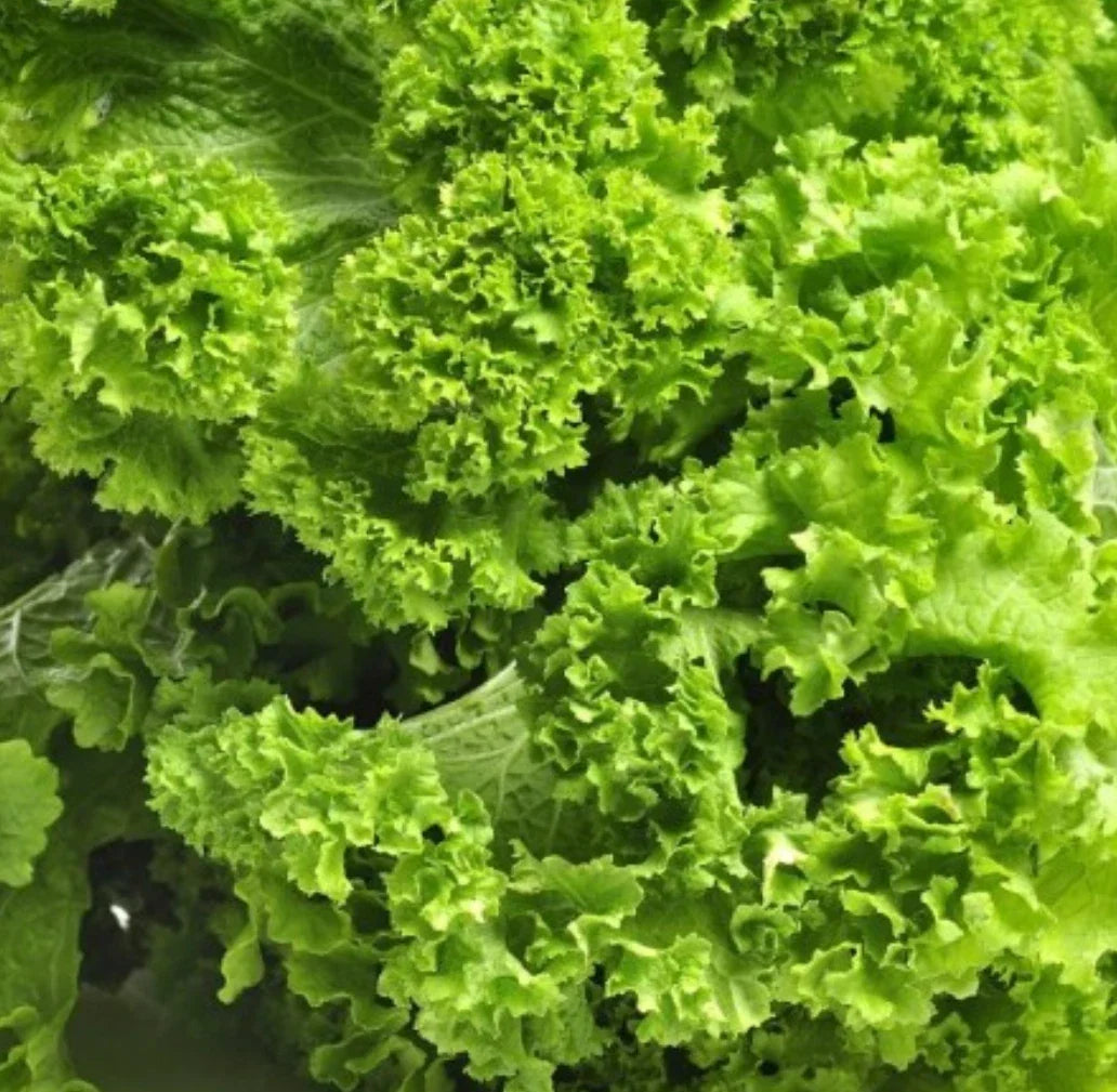 Southern Giant Curled Mustard Seeds - Heirloom Brassica juncea, 5,000+ Premium Seeds for Greens, Salads & Cooking