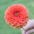 Zinnia Seeds - Coral Beauty - Salmon Pink Flowers - Pollinator Friendly - Zinnia elegans - 2025