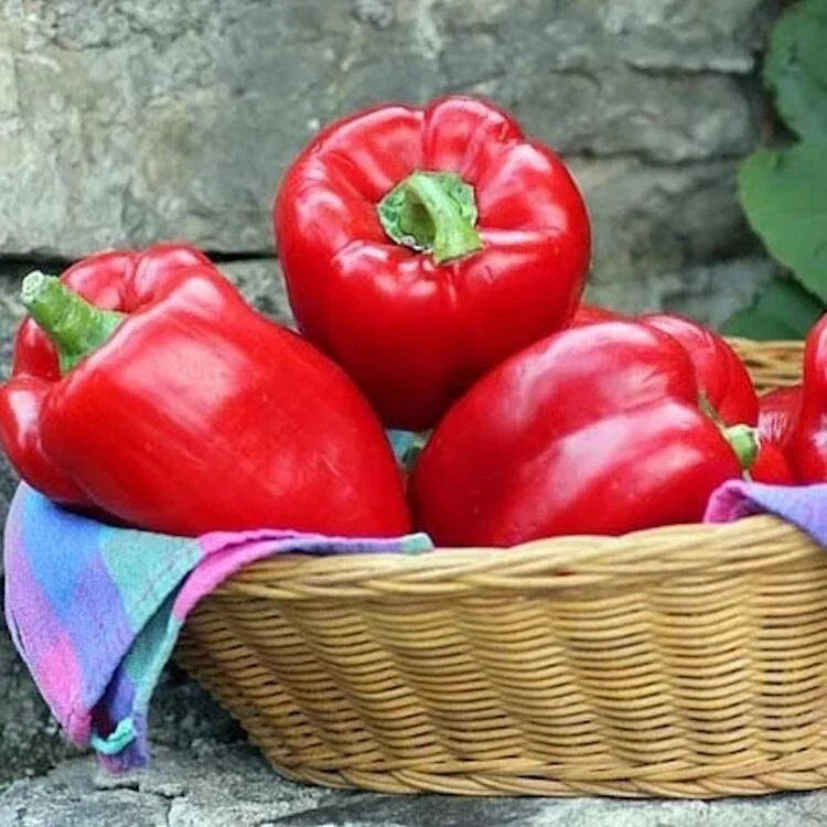 Big Red Sweet Bell Pepper Seeds - Non-GMO Heirloom Capsicum annuum, Pack of 100, Vegetable Seeds for Home Gardening