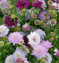 Pincushion Flower Seeds - Scabiosa atropurpurea - 35 Fresh Seeds for Garden, Borders & Containers, Attracts Pollinators