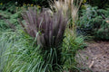 Dwarf Black Fountain Grass Seeds - Organic Pennisetum alopecuroides 'Black Beauty' - Ornamental Grass for Gardens & Containers
