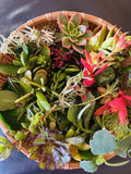 15 Assorted Organic Succulent Cuttings Variety Pack for Indoor Gardens, Terrariums & Propagation
