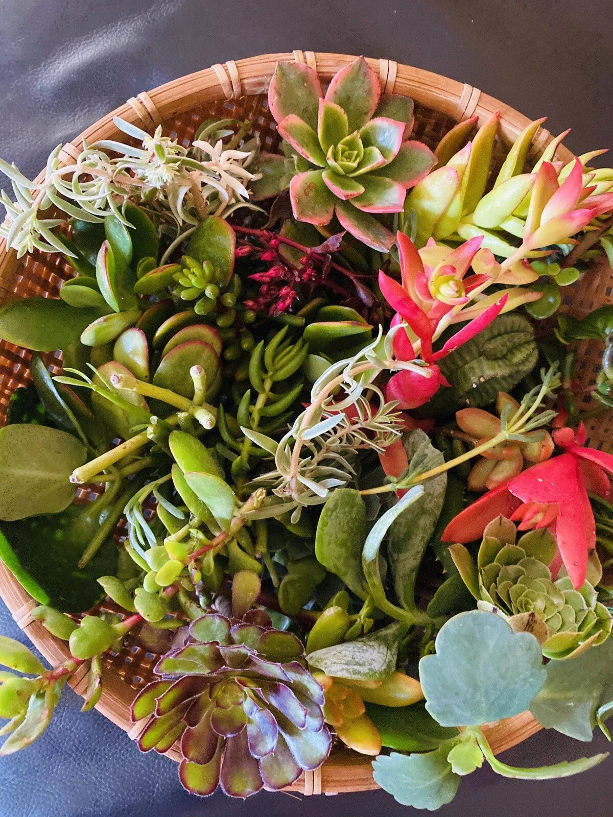 15 Assorted Organic Succulent Cuttings Variety Pack for Indoor Gardens, Terrariums & Propagation