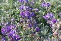 Dune Bush Lupine Seeds – Lupinus chamissonis – Native Perennial Plant for Garden, Coastal, Sandy Soil, Pollinator Attractant, 25+ Seeds
