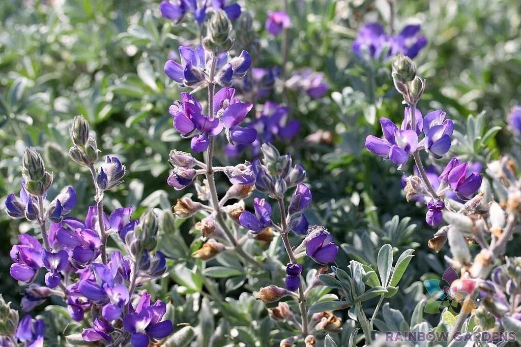 Dune Bush Lupine Seeds – Lupinus chamissonis – Native Perennial Plant for Garden, Coastal, Sandy Soil, Pollinator Attractant, 25+ Seeds