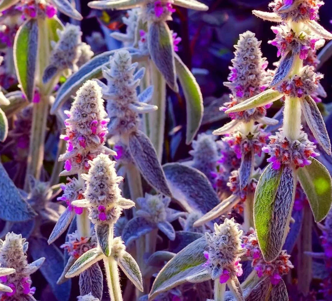 Lamb's Ear Seeds - Byzantina Variety - Stachys byzantina - Perennial Ground Cover, Drought Tolerant, 100+ Seeds