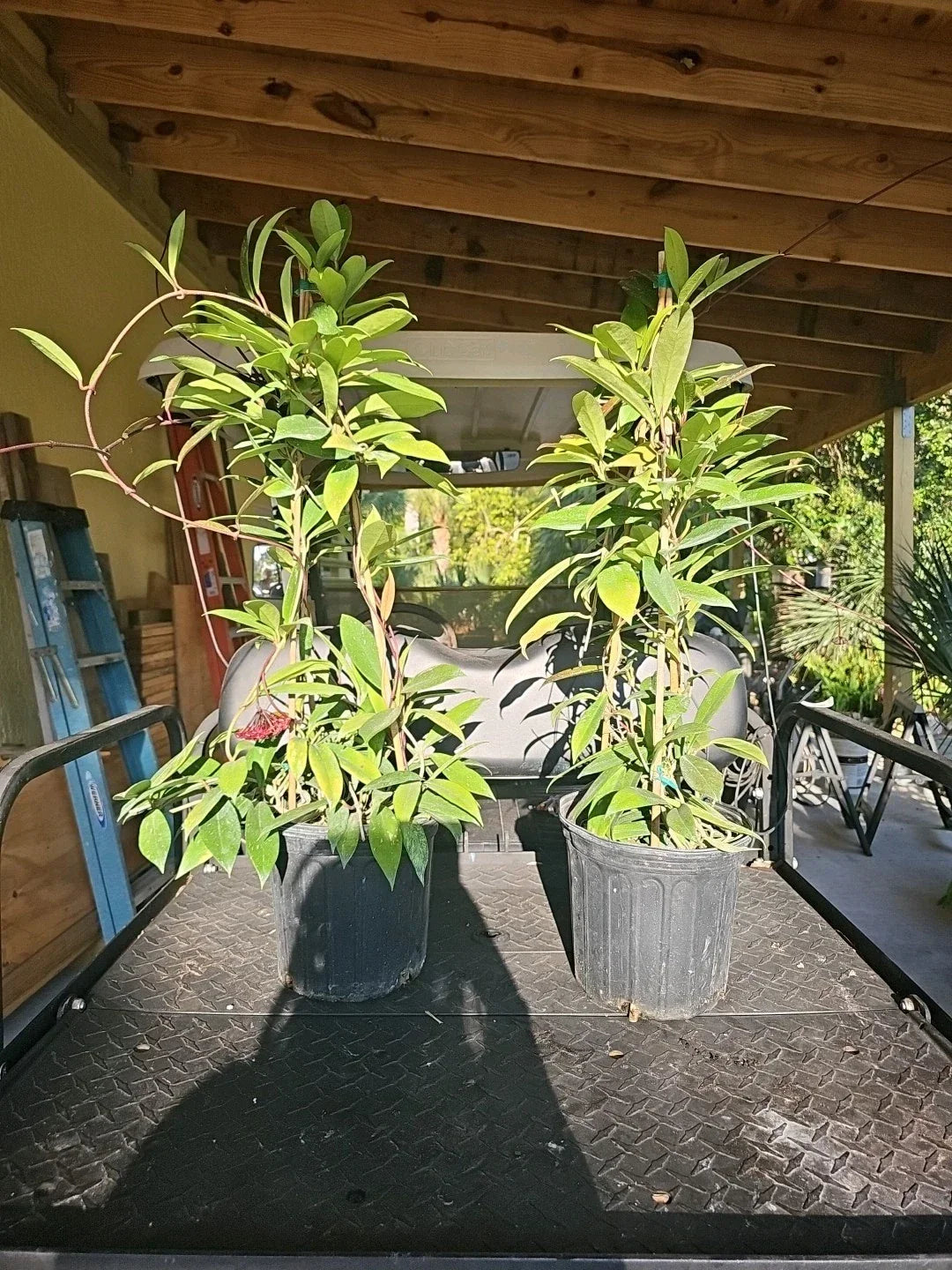 XXL TOWER Hoya Pubicalyx Splash Indoor Houseplant - Climbing Vine, Variegated Foliage, Tropical Hoya pubicalyx