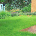 Blue Grama Grass Seeds - 1000+ Native Prairie Perennial, Drought-Tolerant, Bouteloua gracilis for Low-Water Gardens