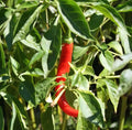 Cayenne Pepper Seeds, Heirloom Non-GMO, Hot N Red, Capsicum annuum, 500+ Seeds for Spicy Cooking & Garden