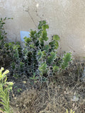 Lot of 2 Euphorbia pseudocactus Zig Zag Cactus Succulent Cuttings, 12" Long, No Roots, Indoor/Outdoor Garden, Easy Propagation
