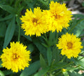 Coreopsis Seeds - Early Sunrise Bright Yellow Flowers - Drought-Tolerant Perennial - Coreopsis verticillata Pack