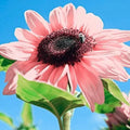 Pink Sunflowers Seeds – Organic Helianthus annuus Var. roseus for Garden, Pots & Floral Arrangements, 30 Seeds