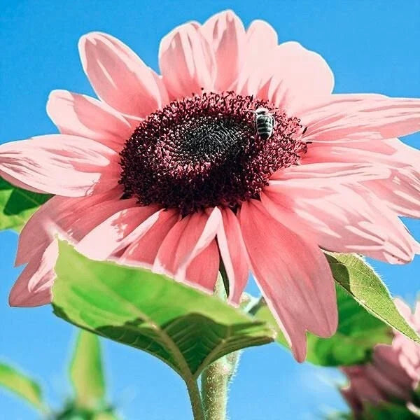 Pink Sunflowers Seeds – Organic Helianthus annuus Var. roseus for Garden, Pots & Floral Arrangements, 30 Seeds