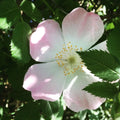 Dog Rose Seeds, Rosa Canina, Wildflower Seeds for Garden Planting, Natural Hedge, Wildlife Garden, Pink Flowers, Bright Rose Hips