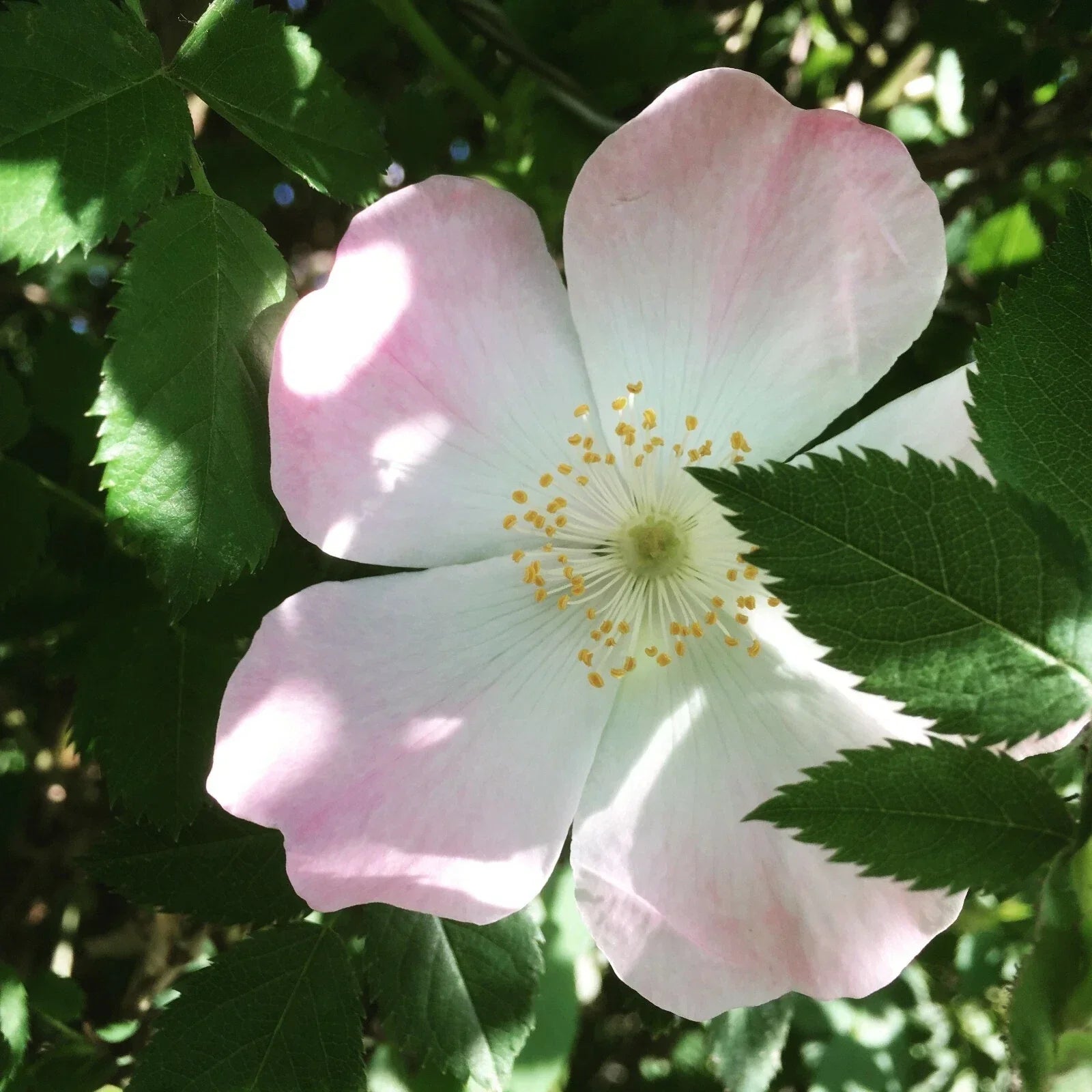 Dog Rose Seeds, Rosa Canina, Wildflower Seeds for Garden Planting, Natural Hedge, Wildlife Garden, Pink Flowers, Bright Rose Hips