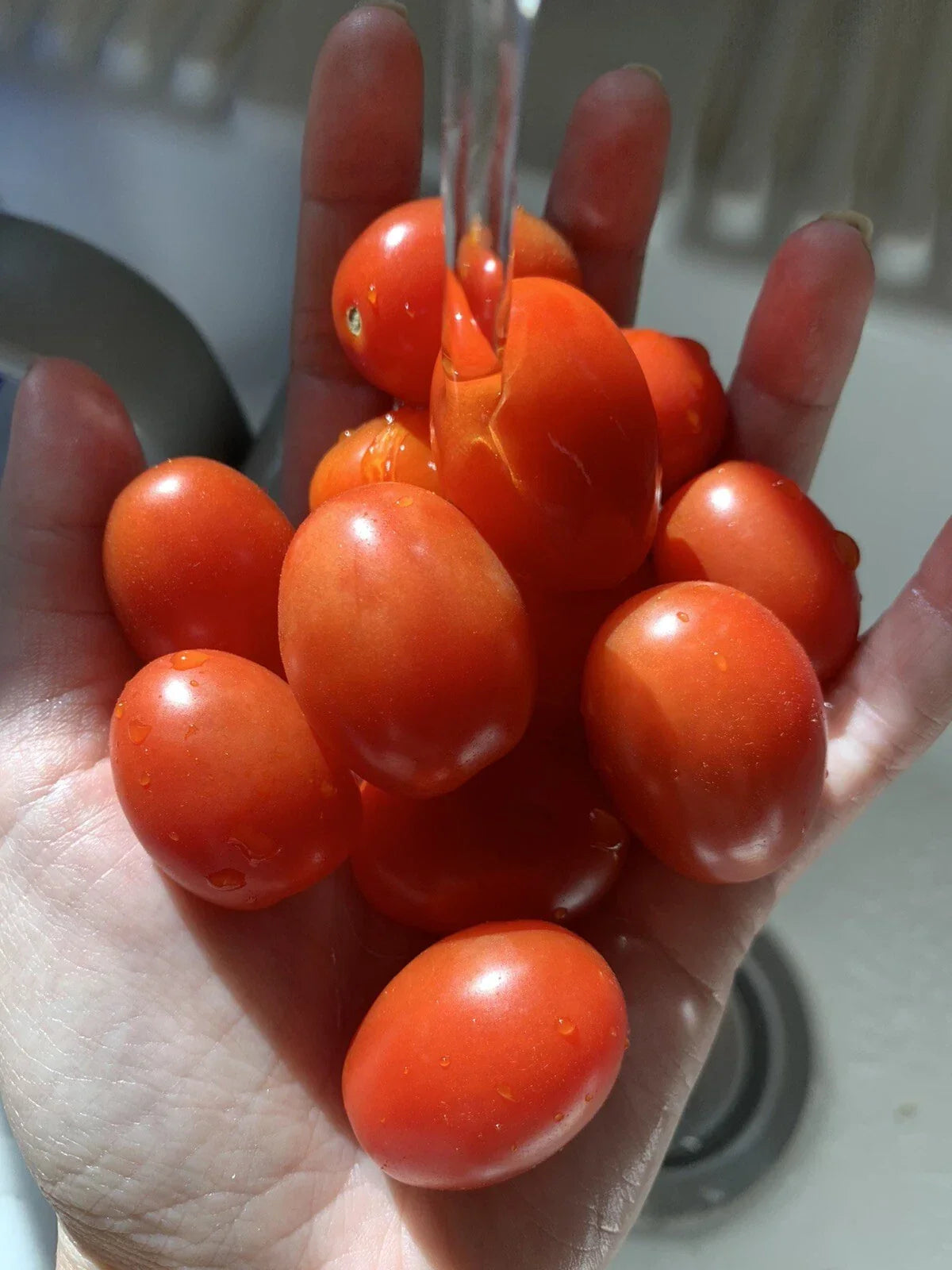 Organic Grape Tomato Seeds - Non-GMO Solanum lycopersicum for Home Garden, Edible Vegetable Seeds, Pack of 100