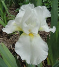 Tall Bearded Iris Plants - Ruffled White Blooms - 2 Pack