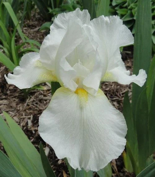 Tall Bearded Iris Plants - Ruffled White Blooms - 2 Pack