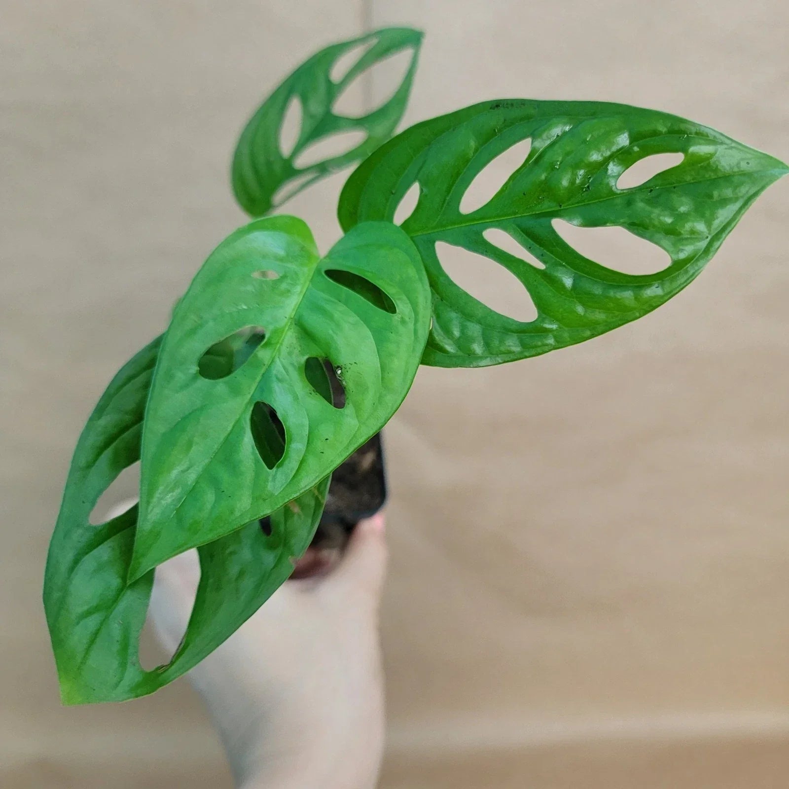 Monstera Adansonii Swiss Cheese Plant - Live Indoor Tropical Houseplant in 4" Pot
