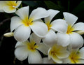 Plumeria Cutting - Triple Branched Yellow Frangipani Live Plant for Garden or Container
