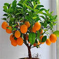 Bonsai Orange Tree Seeds - 20 Citrus reticulata Fruit-Bearing Seeds for Indoor & Outdoor Cultivation