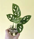 Monstera Adansonii Cuttings - 2 Nodes, 2 Leaves - Swiss Cheese Plant Indoor House Plant