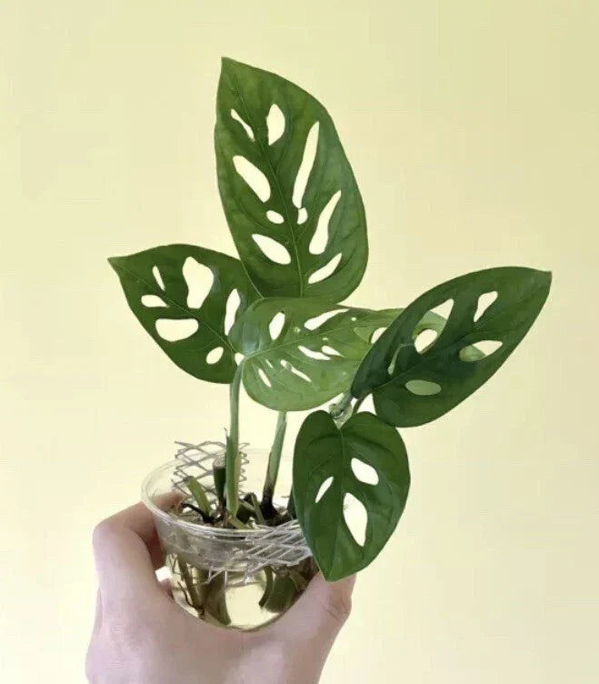 Monstera Adansonii Cuttings - 2 Nodes, 2 Leaves - Swiss Cheese Plant Indoor House Plant