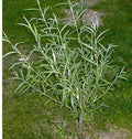 Jumbo Hybrid Willow Cuttings 6 Pack, 5/8-1 Inch Thick, Fast-Growing Salix × sepulcralis for Landscaping and Privacy Screens