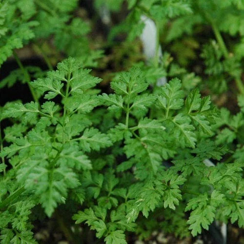 Winter Chervil Herb Seeds - Heirloom French Parsley - Anthriscus cerefolium - 100-1500 Seeds for Culinary Gardens