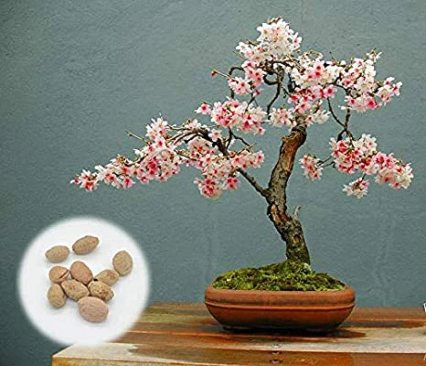 Japanese Flowering Cherry Blossom Bonsai Seeds, Prunus serrulata, 20 Fresh Rare Seeds, Exotic Dwarf Bonsai Planting