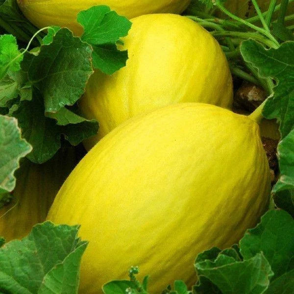 Canary Melon Seeds – Heirloom, Non-GMO, Yellow Fruit, Cucumis melo, 25+ Seeds, Vining, Full Sun, Organic Soil