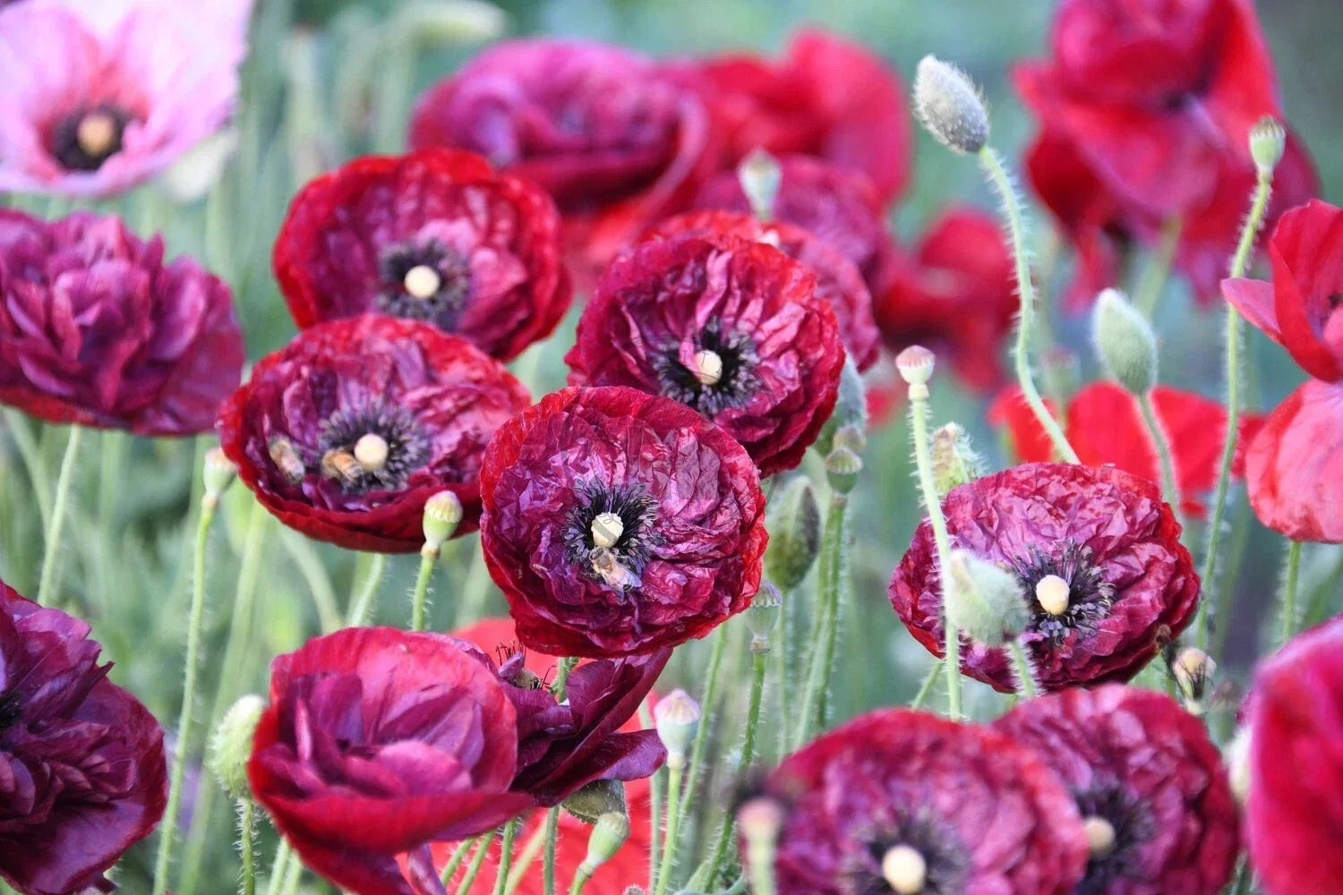 Shirley Poppy Seeds 200+ Count – Colorful Annual Flowers for Gardens – Papaver rhoeas – USA Grown, Easy to Grow, Wildflower & Border Plant