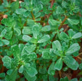 Green Purslane Seeds 1000+ Count Edible Portulaca oleracea sativa Garden Variety