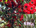 Bearberry Seeds - 20+ Seeds, Arctostaphylos uva-ursi, Hardy Ground Cover, Evergreen, Drought-Tolerant, Erosion Control, Wildlife Attracting