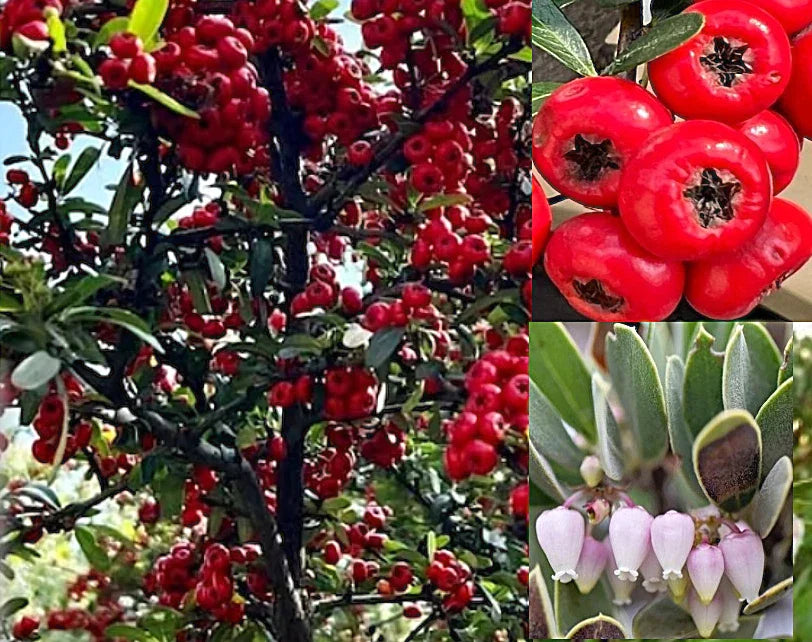 Bearberry Seeds - 20+ Seeds, Arctostaphylos uva-ursi, Hardy Ground Cover, Evergreen, Drought-Tolerant, Erosion Control, Wildlife Attracting