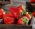 Red Strawberry Seeds - 100+ Pack, Large Fruit, Perennial, Container Garden, Fragaria × ananassa, Easy to Grow