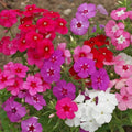 Mixed Annual Phlox Wildflower Seeds 1/4 Lb - Phlox Drummondii - Vibrant Garden Cover Crop Seed Packet