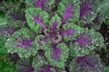 Organic Heirloom Red Russian Kale Seeds - Brassica napus - Tender, Nutritious Greens, Packaged Seeds