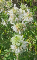 Lemon Beebalm Seeds - Organic Monarda citriodora Herb for Culinary & Pollinator Gardens, 100+ Seeds
