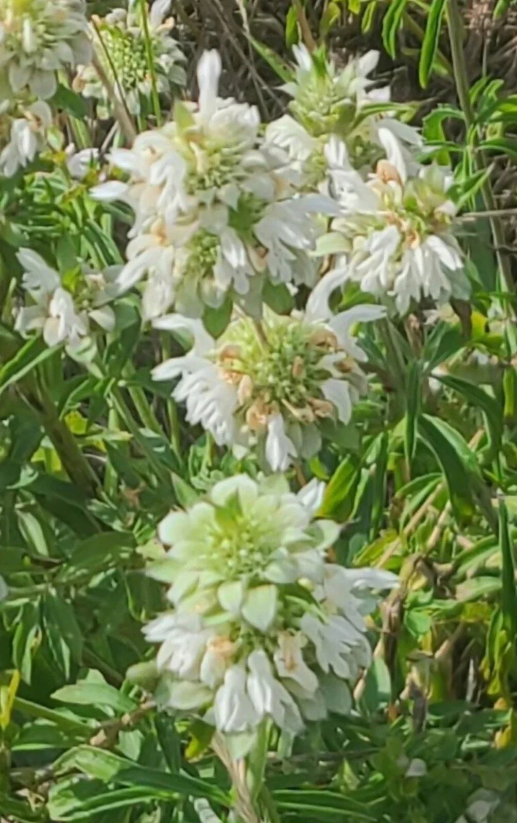 Lemon Beebalm Seeds - Organic Monarda citriodora Herb for Culinary & Pollinator Gardens, 100+ Seeds