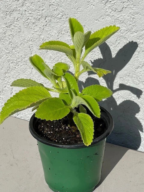 Cuban Oregano Plant 5+ Inch in 4-Inch Pot, Mexican Mint, Spanish Thyme, Indian Borage, Plectranthus amboinicus