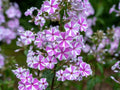 Natascha Phlox Seeds - 100+ Pack, Vibrant Garden Flowers, Phlox paniculata, Perennial, Full Sun, Easy to Grow
