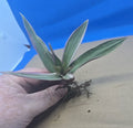 Variegated Oyster Plant 4" Potted Tradescantia spathacea 'Tricolor' Indoor Houseplant, Colorful Foliage