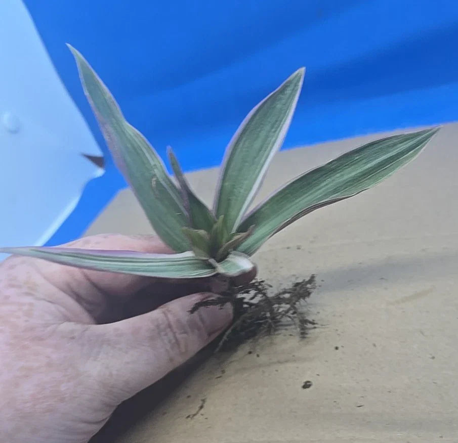 Variegated Oyster Plant 4" Potted Tradescantia spathacea 'Tricolor' Indoor Houseplant, Colorful Foliage